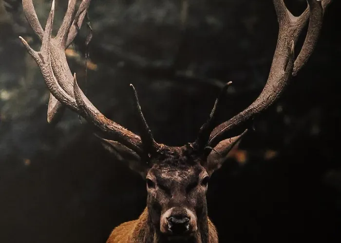 Frühstückspension Sonnental 3*